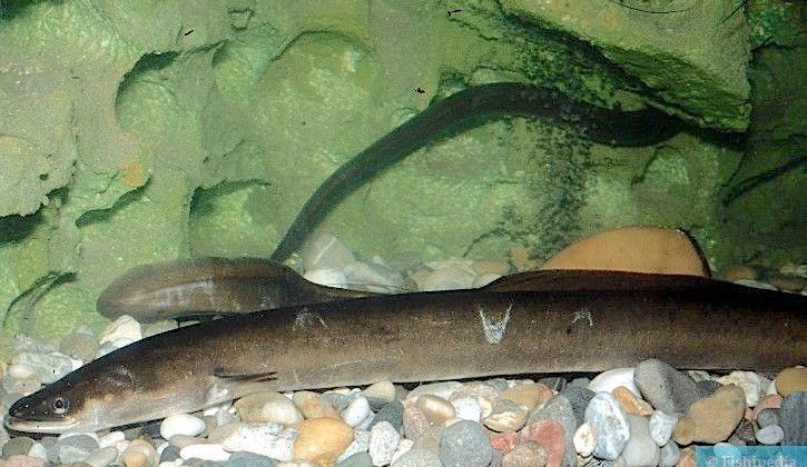 SAUVEGARDE DE L’ANGUILLE - Moratoire de 5 ans sur la pêche de loisir en eau douce